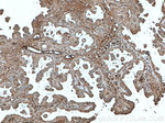 Ceruloplasmin Antibody in Immunohistochemistry (Paraffin) (IHC (P))