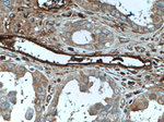 Ceruloplasmin Antibody in Immunohistochemistry (Paraffin) (IHC (P))