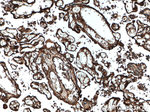 Ceruloplasmin Antibody in Immunohistochemistry (Paraffin) (IHC (P))