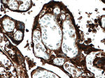 Ceruloplasmin Antibody in Immunohistochemistry (Paraffin) (IHC (P))