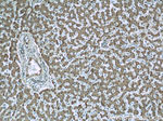Ceruloplasmin Antibody in Immunohistochemistry (Paraffin) (IHC (P))