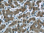 Ceruloplasmin Antibody in Immunohistochemistry (Paraffin) (IHC (P))