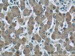 C3/C3b/C3c Antibody in Immunohistochemistry (Paraffin) (IHC (P))