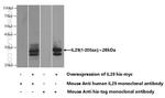 IL-29 Antibody in Western Blot (WB)
