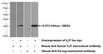 IL-27 Antibody in Western Blot (WB)