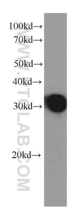 IL-27 Antibody in Western Blot (WB)