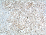 TBP Antibody in Immunohistochemistry (Paraffin) (IHC (P))
