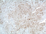 TBP Antibody in Immunohistochemistry (Paraffin) (IHC (P))