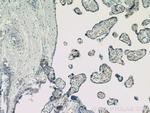HBG1 Antibody in Immunohistochemistry (Paraffin) (IHC (P))