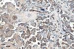 HBG1 Antibody in Immunohistochemistry (Paraffin) (IHC (P))