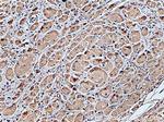 RCAS1 Antibody in Immunohistochemistry (Paraffin) (IHC (P))