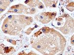 RCAS1 Antibody in Immunohistochemistry (Paraffin) (IHC (P))