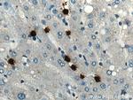 MPO Antibody in Immunohistochemistry (Paraffin) (IHC (P))