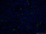 MPO Antibody in Immunohistochemistry (PFA fixed) (IHC (PFA))