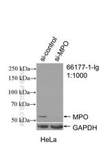 MPO Antibody in Western Blot (WB)