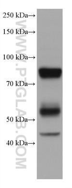 MPO Antibody in Western Blot (WB)