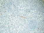 MPO Antibody in Immunohistochemistry (Paraffin) (IHC (P))