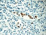 MPO Antibody in Immunohistochemistry (Paraffin) (IHC (P))