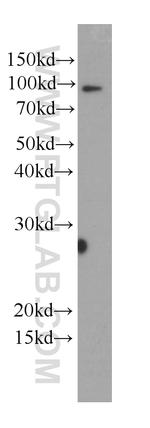 MPO Antibody in Western Blot (WB)