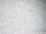 MPO Antibody in Immunohistochemistry (Paraffin) (IHC (P))