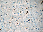 MPO Antibody in Immunohistochemistry (Paraffin) (IHC (P))