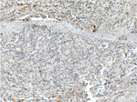 Zinc-alpha-2-glycoprotein Antibody in Immunohistochemistry (Paraffin) (IHC (P))