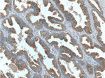 Zinc-alpha-2-glycoprotein Antibody in Immunohistochemistry (Paraffin) (IHC (P))