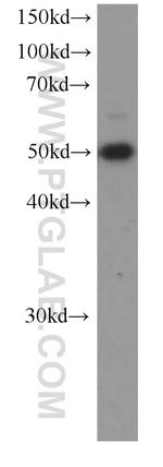 SMARCE1 Antibody in Western Blot (WB)