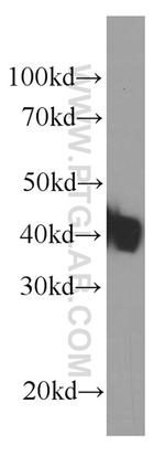 KLF15 Antibody in Western Blot (WB)