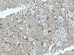 Cytokeratin 18 Antibody in Immunohistochemistry (Paraffin) (IHC (P))