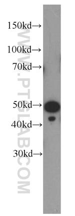 SEPT8 Antibody in Western Blot (WB)