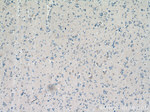 SEPT8 Antibody in Immunohistochemistry (Paraffin) (IHC (P))