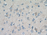 SEPT8 Antibody in Immunohistochemistry (Paraffin) (IHC (P))