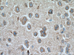 SEPT8 Antibody in Immunohistochemistry (Paraffin) (IHC (P))