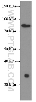 STIM1 Antibody in Western Blot (WB)