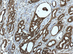IL22RA2 Antibody in Immunohistochemistry (Paraffin) (IHC (P))