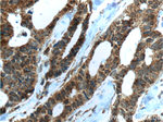 IL22RA2 Antibody in Immunohistochemistry (Paraffin) (IHC (P))