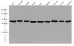 DEK Antibody in Western Blot (WB)