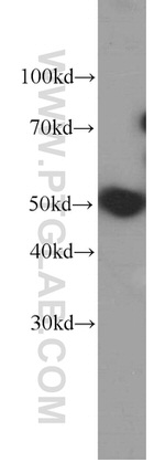DEK Antibody in Western Blot (WB)