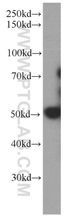 DEK Antibody in Western Blot (WB)