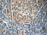IL23A Antibody in Immunohistochemistry (Paraffin) (IHC (P))