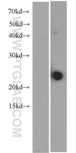 IL23A Antibody in Western Blot (WB)
