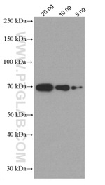 BSA Antibody in Western Blot (WB)