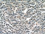 NINJ2 Antibody in Immunohistochemistry (Paraffin) (IHC (P))