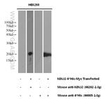 NINJ2 Antibody in Western Blot (WB)