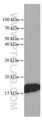 Myoglobin Antibody in Western Blot (WB)