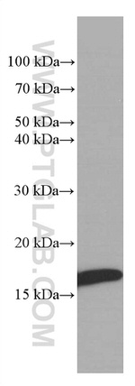 Myoglobin Antibody in Western Blot (WB)