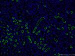 CD13 Antibody in Immunohistochemistry (PFA fixed) (IHC (PFA))