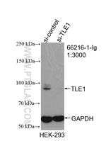 TLE1 Antibody in Western Blot (WB)