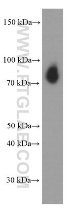 TLE1 Antibody in Western Blot (WB)